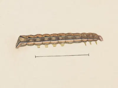 Entomology watercolour Pl.115 by George Hudson — digital art print download