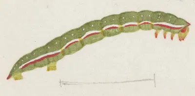 Entomology watercolour Pl.118 by George Hudson — digital art print download