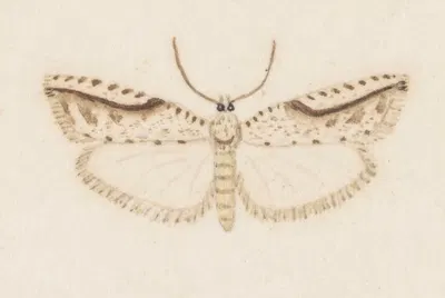 Entomology watercolour Pl.120 by George Hudson — digital art print download