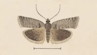 Entomology watercolour Pl.121 by George Hudson — digital art print download