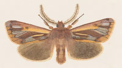 Entomology watercolour Pl.126 by George Hudson — digital art print download