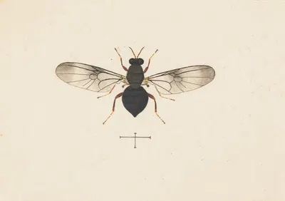 Entomology watercolour Pl.141 by George Hudson — digital art print download