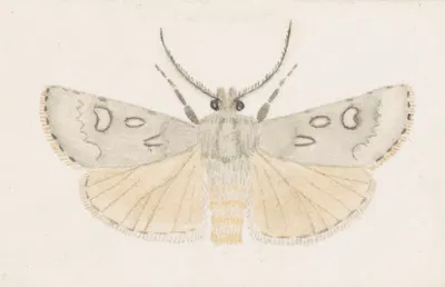 Entomology watercolour Pl.145 by George Hudson — digital art print download