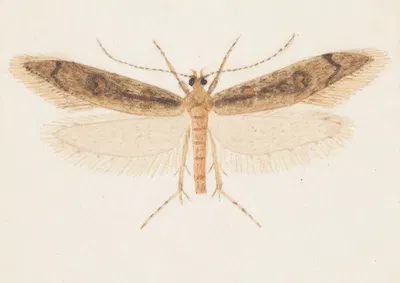 Entomology watercolour Pl.150 by George Hudson — digital art print download
