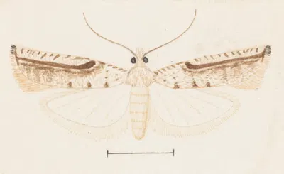 Entomology watercolour Pl.156 by George Hudson — digital art print download
