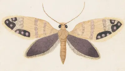 Entomology watercolour Pl.157 by George Hudson — digital art print download