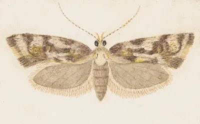 Entomology watercolour Pl.159 by George Hudson — digital art print download