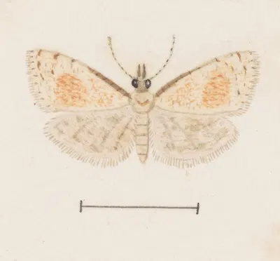 Entomology watercolour Pl.161 by George Hudson — digital art print download
