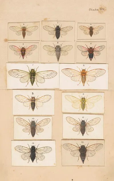 Original hand painted plate for Fragments of New Zealand Entomology [Plate XV] by George Hudson — digital art print download