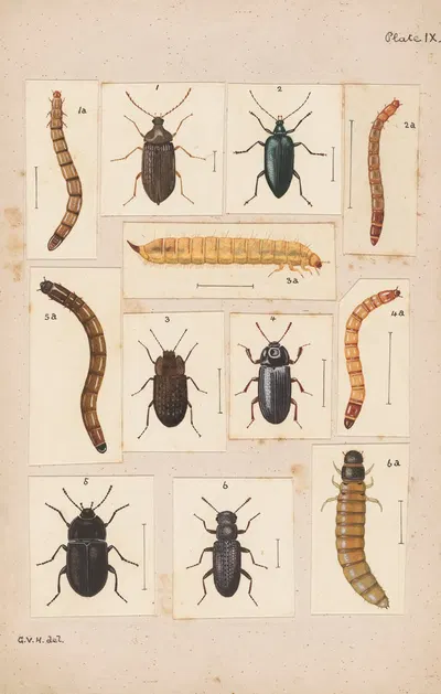 Original hand painted plate for New Zealand Beetles [Plate IX] by George Hudson — digital art print download