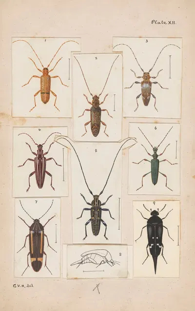 Original hand painted plate for New Zealand Beetles [Plate XII] by George Hudson — digital art print download