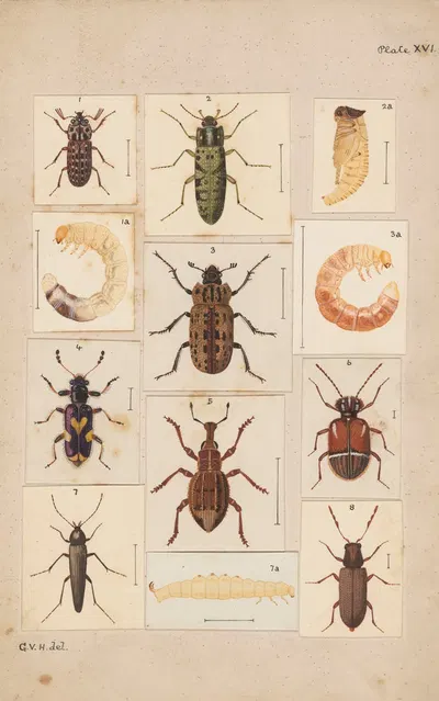 Original hand painted plate for New Zealand Beetles [Plate XVI] by George Hudson — digital art print download