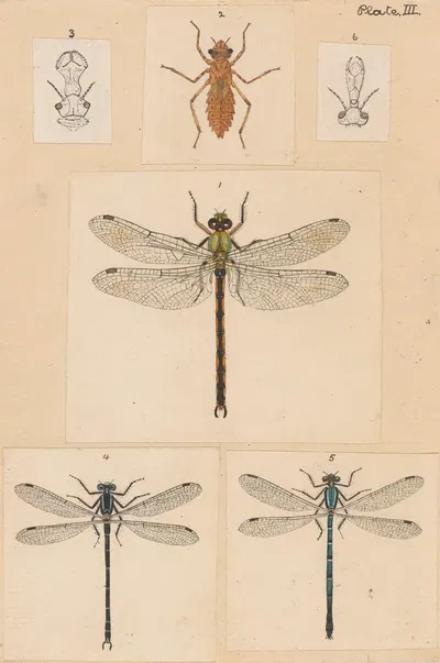 Original hand painted plate for New Zealand Neuroptera [Plate III] by George Hudson — digital art print download