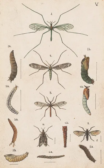 Original hand painted plate for the Manual of New Zealand Entomology [Plate V] by George Hudson — digital art print download