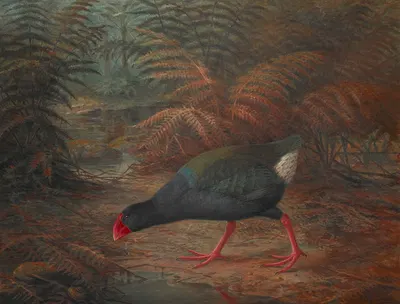 A moho takahe (Notornis mantelli) by John Gerrard Keulemans, 1902 — digital art print download