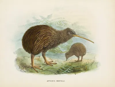 Apteryx mantellii by John Gerrard Keulemans, 1873 — digital art print download