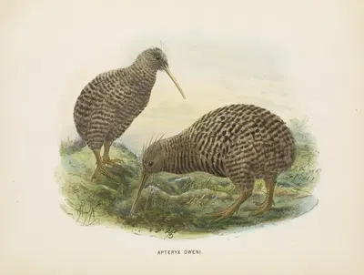 Apteryx oweni by John Gerrard Keulemans, 1873 — digital art print download