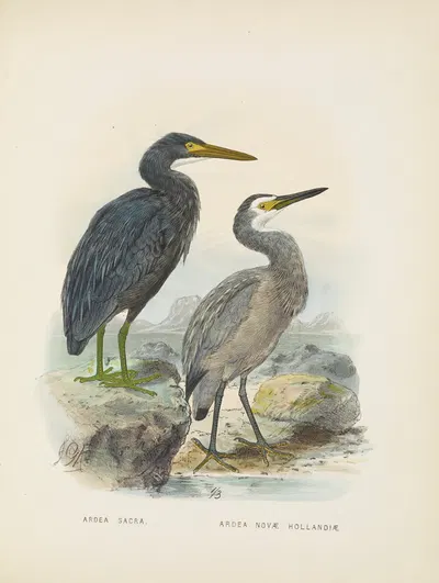 Ardea sacra and Ardea hollandiae by John Gerrard Keulemans, 1873 — digital art print download