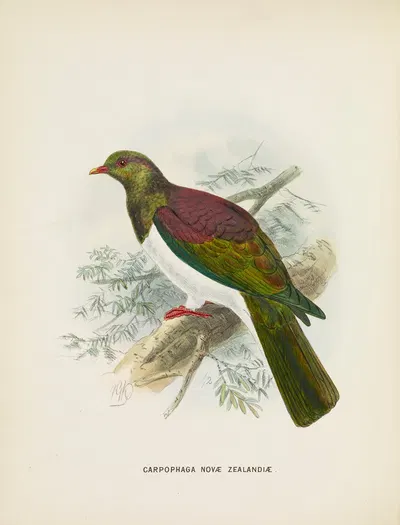Carpophaga novae zealandiae by John Gerrard Keulemans, 1873 — digital art print download