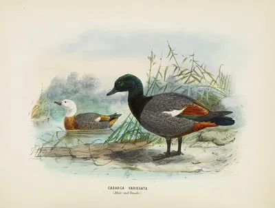 Casarca varigata (Male and Female) by John Gerrard Keulemans, 1873 — digital art print download