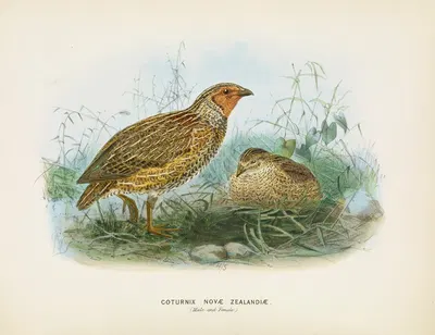 Coturnix novae zealandiae (Male and Female) by John Gerrard Keulemans, 1873 — digital art print download