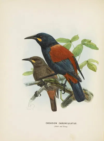Creadion carnuculatus by John Gerrard Keulemans, 1873 — digital art print download