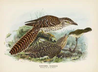 Eudynamis taitensis (The Young fed by Grey Warbler) by John Gerrard Keulemans, 1873 — digital art print download