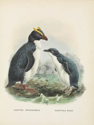 Eudyptes chrysocomus and Eudyptula minori by John Gerrard Keulemans, 1873 — digital art print download