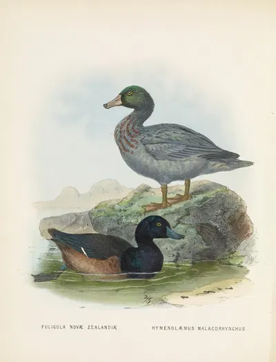 Fuligula novae zealandiae and Hymenolaemus malacorhynchus by John Gerrard Keulemans, 1873 — digital art print download