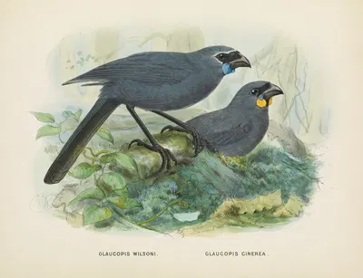 Glaucopis wilsoni and Glaucopis cinerea by John Gerrard Keulemans, 1873 — digital art print download