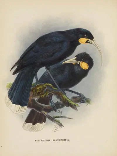 Heteralocha acutirostris by John Gerrard Keulemans, 1873 — digital art print download