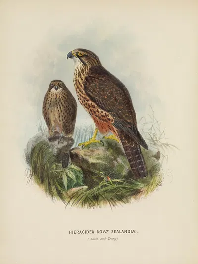 Hieracidea Novae Zealandiae (Adult and Young) by John Gerrard Keulemans, 1873 — digital art print download