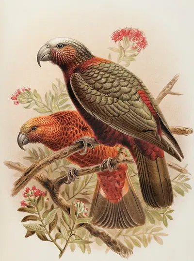 Kaka parrot and variety 'Kaka-kura'. Nestor Meridionalis by John Gerrard Keulemans, 1873 — digital art print download