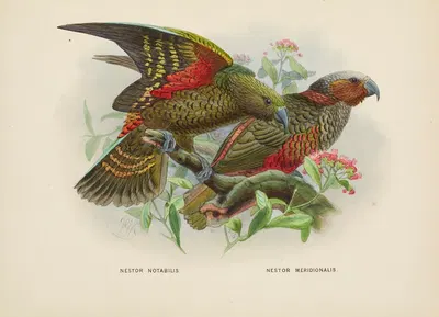 Nestor notabilis and Nestor meridionalis by John Gerrard Keulemans, 1873 — digital art print download
