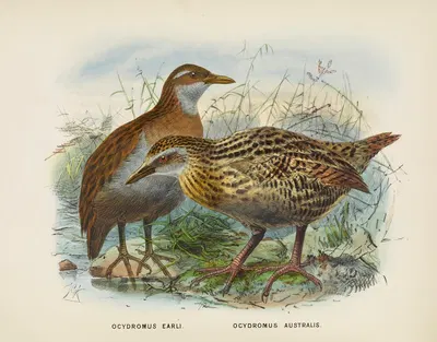 Ocydromus earli amd Ocydromus australis by John Gerrard Keulemans, 1873 — digital art print download