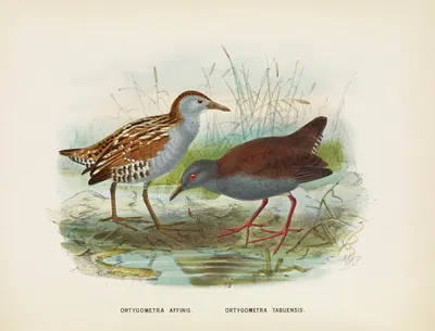 Ortygometra affinis and Ortygometra tabuensis by John Gerrard Keulemans, 1873 — digital art print download