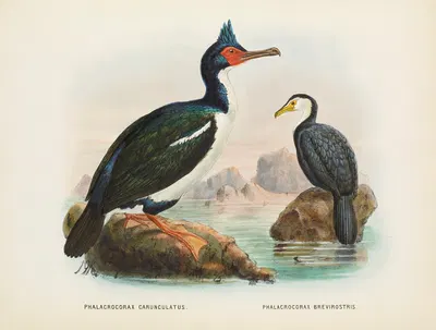 Phalacrocorax carunculatas [onslowi] and Phalacrocorax brevirostris by John Gerrard Keulemans, 1873 — digital art print…