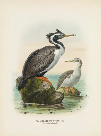 Phalacrocorax punctatus (Male and Female) by John Gerrard Keulemans, 1873 — digital art print download