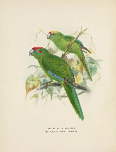 Platycercus auriceps, Platycercus Nove Zealandiae by John Gerrard Keulemans, 1873 — digital art print download