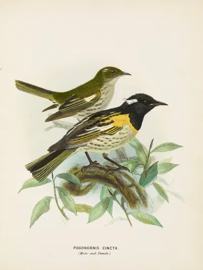 Pogonornis cincta (Male and Female) by John Gerrard Keulemans, 1873 — digital art print download