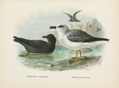 Procellaria fuliginosa and Procellaria lessoni by John Gerrard Keulemans, 1873 — digital art print download