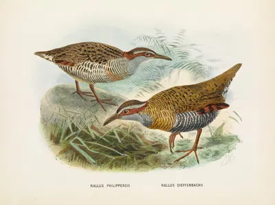 Rallus philipensis and Rallus dieffenbachii by John Gerrard Keulemans, 1873 — digital art print download