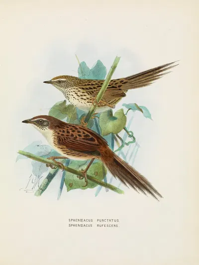 Spenoeacus punctatus and Spenoeacus rufescens by John Gerrard Keulemans, 1873 — digital art print download