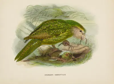 Stringops habroptilus by John Gerrard Keulemans, 1873 — digital art print download