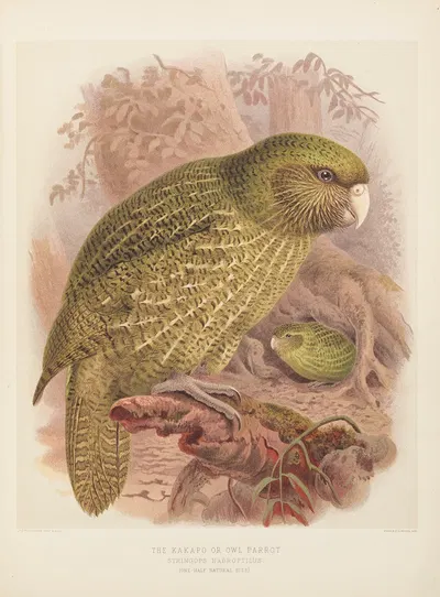 The Kakapo or Owl Parrot Stringops Habroptilus by John Gerrard Keulemans, 1873 — digital art print download