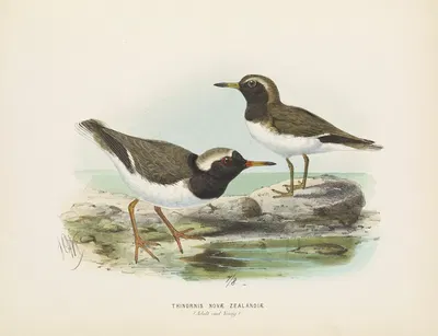 Thinornis nove zealandiae (Adult and Young) by John Gerrard Keulemans, 1873 — digital art print download