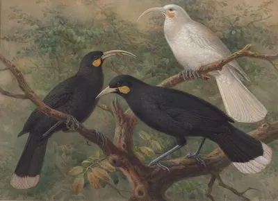 Three huia by John Gerrard Keulemans — digital art print download
