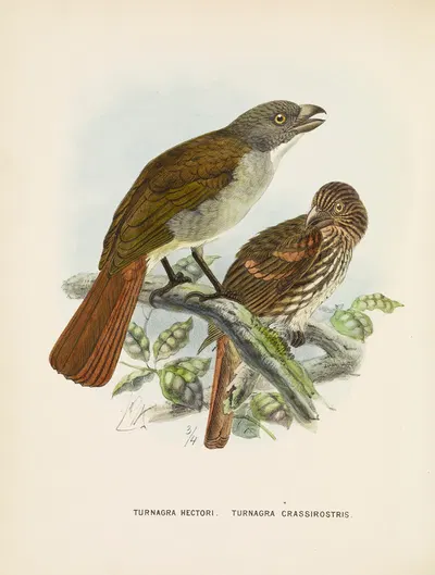 Turnagra hectori and Turnagra crassirostris by John Gerrard Keulemans, 1873 — digital art print download