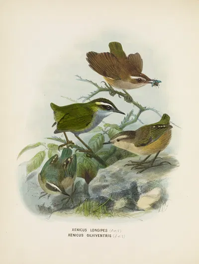 Xenicus longipes (Male and Female) and Xenicus gilviventris (Male and Female) by John Gerrard Keulemans, 1873 — digital art…