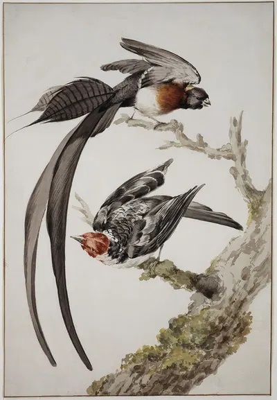 A Long-Tailed Paradise Whydah (Vidua paradisaea) and a Red-Cowled Cardinal by Аерт Шоуман — digital art print download
